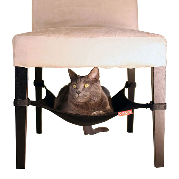 У кошки сухой стул